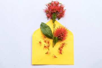red flora local flower of asia thailand arrangement flat lay style with yellow envelope on...