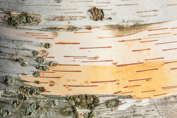 Close up shot of Aspen tree trunk for background use