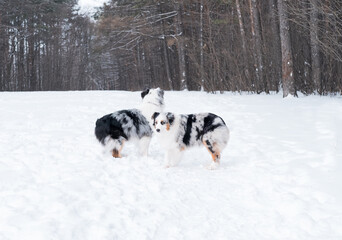 Two merle young Australian shepherd sniff each other, standing together winter.