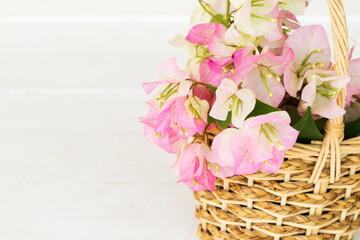 bougainvillea flora local flowers of asia in basket arrangement  flat lay style on background white
