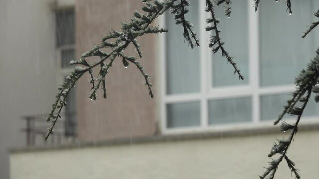 Flaky snow is falling. 
Street view under snowfall. 
Snowflakes on pine tree branch