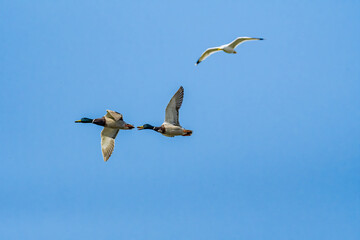 Mallard (Anas platyrhynchos) drake in park, Central Russia