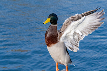 Mallard (Anas platyrhynchos) drake in park, Central Russia