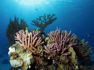 A coral pinnacle mainly covered in different species of Acropora coral