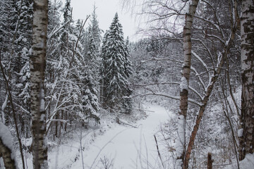 Winter in a snowy forest.