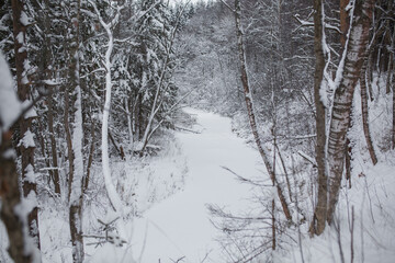Winter in a snowy forest.