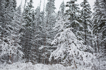 Winter in a snowy forest.