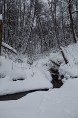 Winter in a snowy forest.