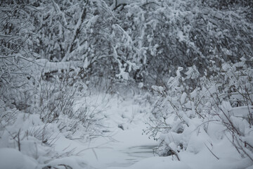 Winter in a snowy forest.