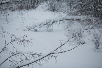 Winter in a snowy forest.
