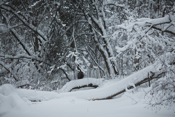 Winter in a snowy forest.