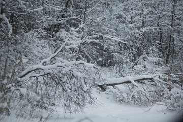 Winter in a snowy forest.