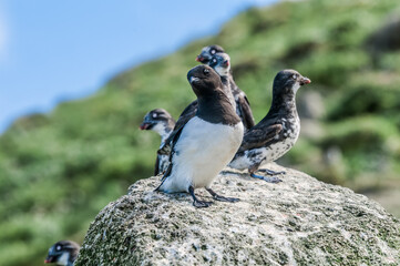 Dovekie (Alle alle) and Least Auklets (Aethia pusilla) at least auklet colony, St. George Island, Alaska, USA