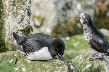Dovekie (Alle alle) and Least Auklet (Aethia pusilla) at least auklet colony, St. George Island, Alaska, USA