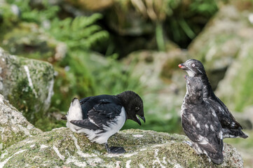Dovekie (Alle alle) and Least Auklets (Aethia pusilla) at least auklet colony, St. George Island, Alaska, USA
