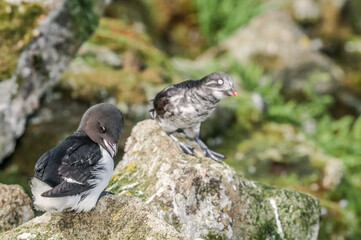 Dovekie (Alle alle) and Least Auklet (Aethia pusilla) at least auklet colony, St. George Island, Alaska, USA