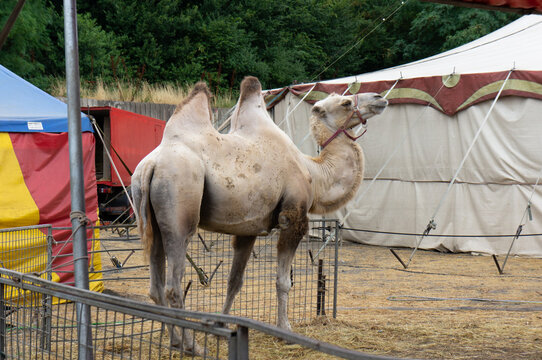 Camel on the background of the tents of a traveling circus