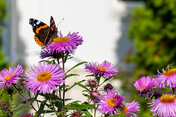 Tortoiseshell butterfly side view on pink aster flower in the garden near the house