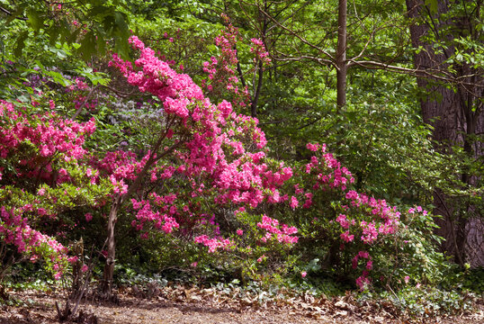 Azalea Mollis Hybrid (Rhododendron x mollis) in arboretum, Washington DC, USA
