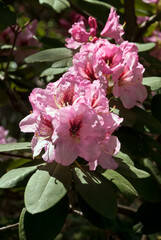Catawba Rhododendron Cultivar (Rhododendron catawbiense) in arboretum, Washington DC, USA