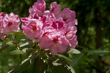 Fototapeta premium Catawba Rhododendron Cultivar (Rhododendron catawbiense) in arboretum, Washington DC, USA