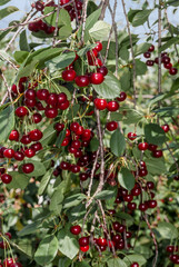 Sour Cherry (Prunus cerasus) in orchard © Nick Taurus