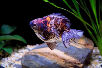 Ryukin Goldfish.
This is one of the artificially cultivated ornamental breeds of aquarium "goldfish".