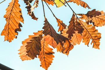葉っぱ leaf