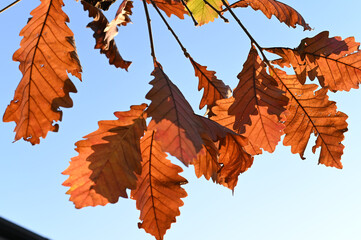 葉っぱ leaf