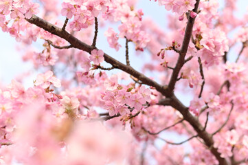 Obraz premium 花 flower