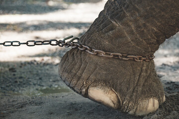Stop torturing elephant
