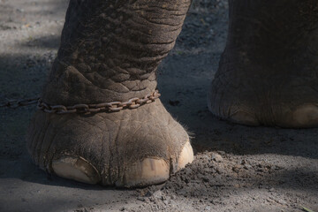 Stop torturing elephant