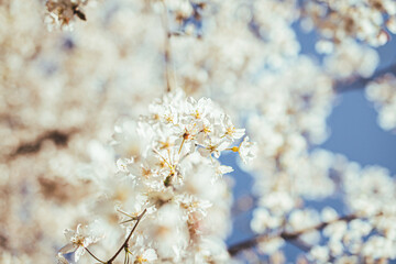 花 flower 