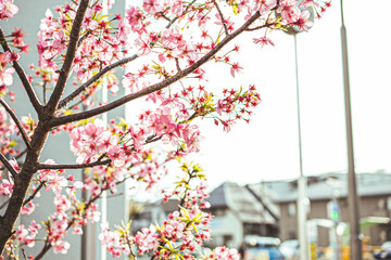 花 flower 