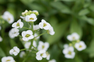 スイートアリッサム