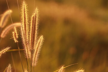 Close up Grass flowers on sunlight in the morning