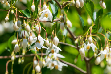 Obraz premium エゴノキの花