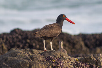 Ave pilpilén sobre rocas a pocos metros de la playa