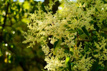 Single bumblebee among yellow flowers and green foliage plants