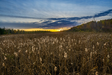 sunset over the field
