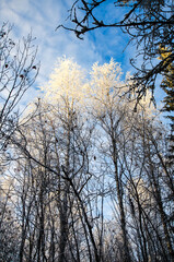 Winter forest, tall birch trees in the snow against a blue cloudy sky, landscape
