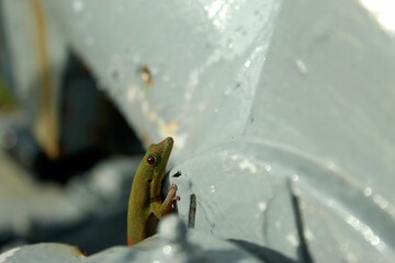 Hawaiian gecko lizard friend up close on man made structure