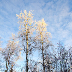 Winter forest, tall birch trees in the snow against a blue cloudy sky, landscape