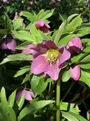 Vertical closeup of beautiful pink flowers in a garden captured on a sunny d