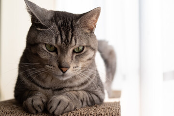 見つめる猫　サバトラ猫