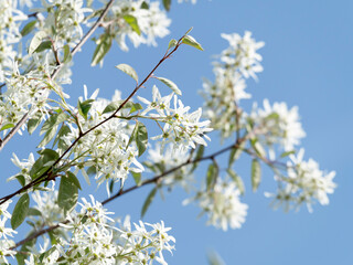 ザイフリボク（シデザクラ）の花