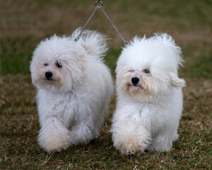 Pair of Bolognese dogs
