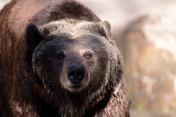 Fototapeta premium ヒグマ