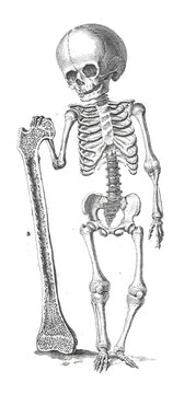 Vertical illustration of the skeleton of a dwarf person