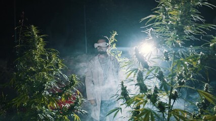 Adult engineer wearing virtual reality headset to inspect plantation of marijuana outside. Augmented reality. Man walking around of marijuana bushes while inspecting plants and looking at the sides - Powered by Adobe
